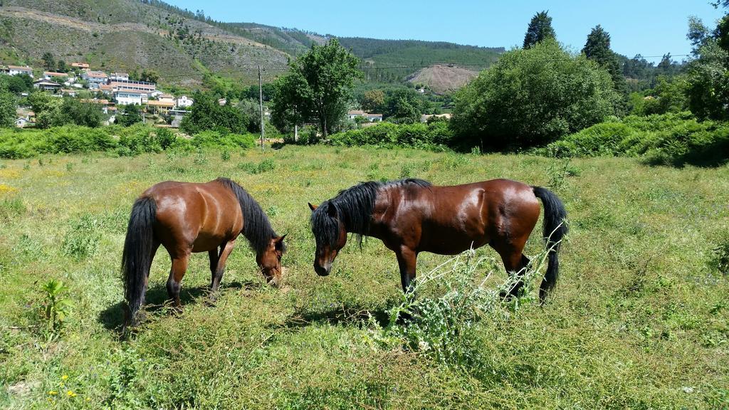 Farm stay Casa De Baixo - Nature Hotel Alvoco das Varzeas